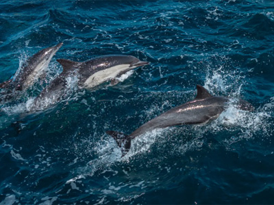 Dolphin Watching Cruises
