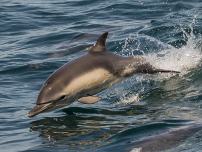 Dolphin Watching