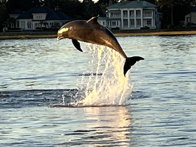 Private Dolphin Tours